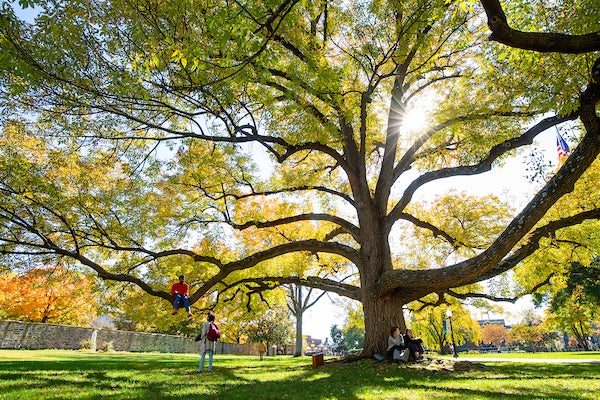 Large tree on the main campus with students sitting in and around it.