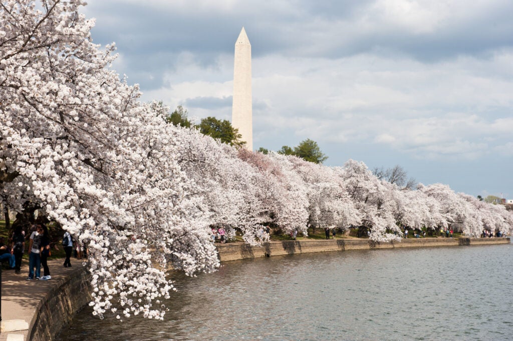 Cherry blossoms around the tidal basin in Washington, DC