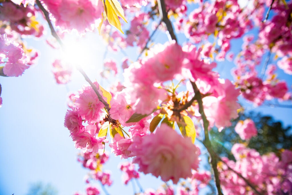 Close up of cherry blossom flowers