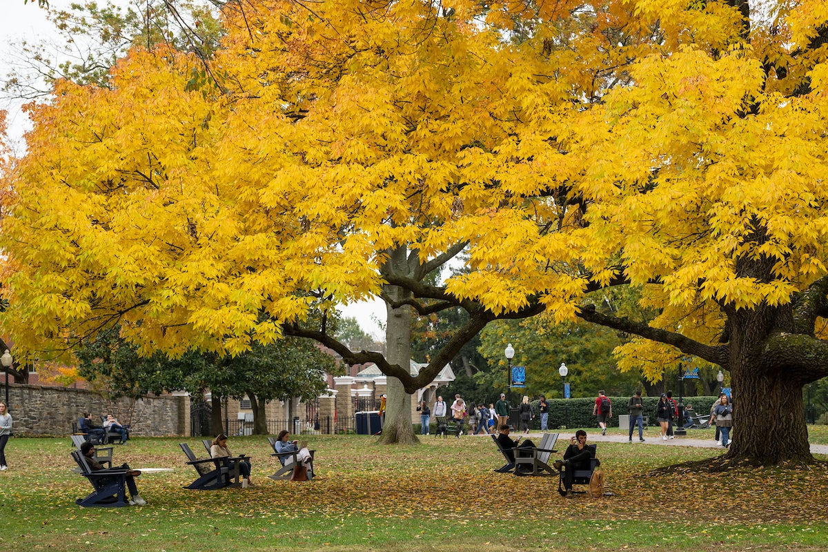 Tree on campus with yellow leaves and students sitting underneath