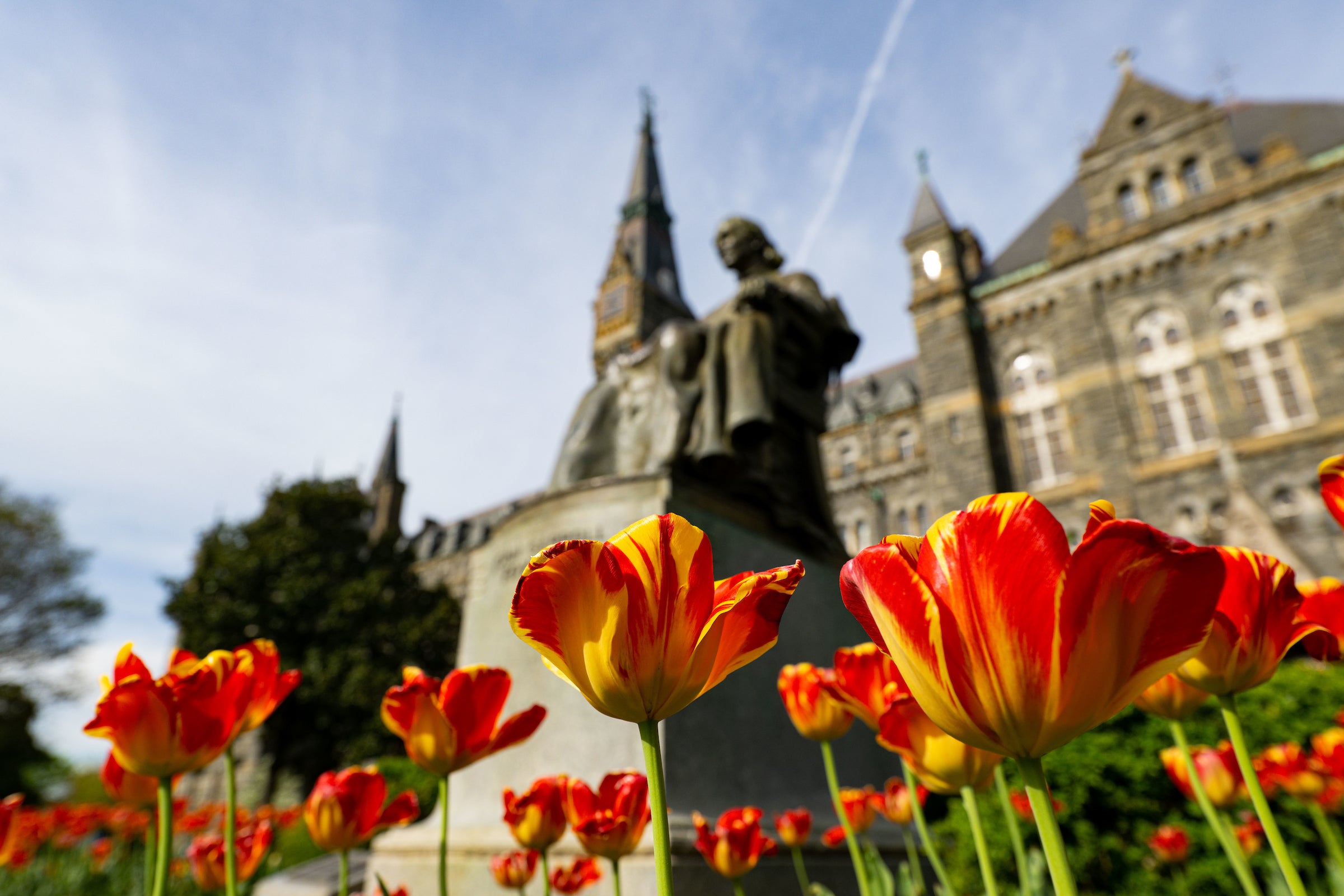 Red tulips in front of Healy Hall