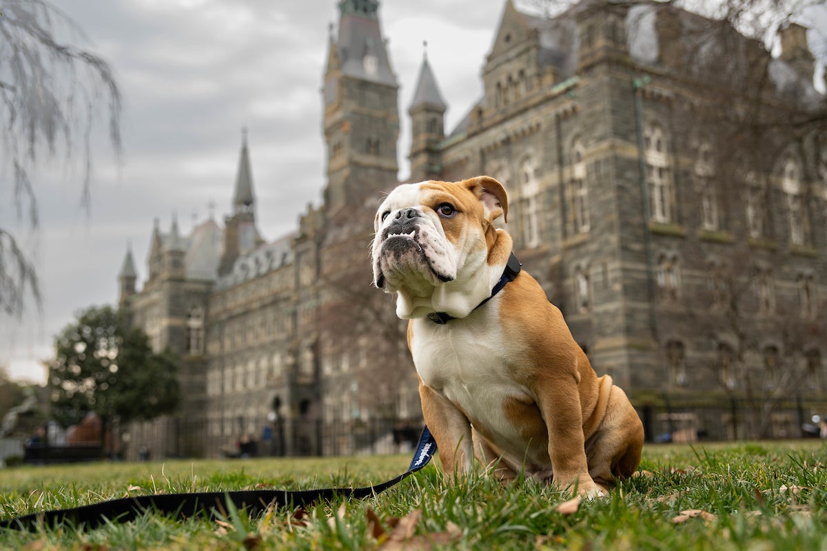 Jack the Bulldog sitting in front of Healy Hall