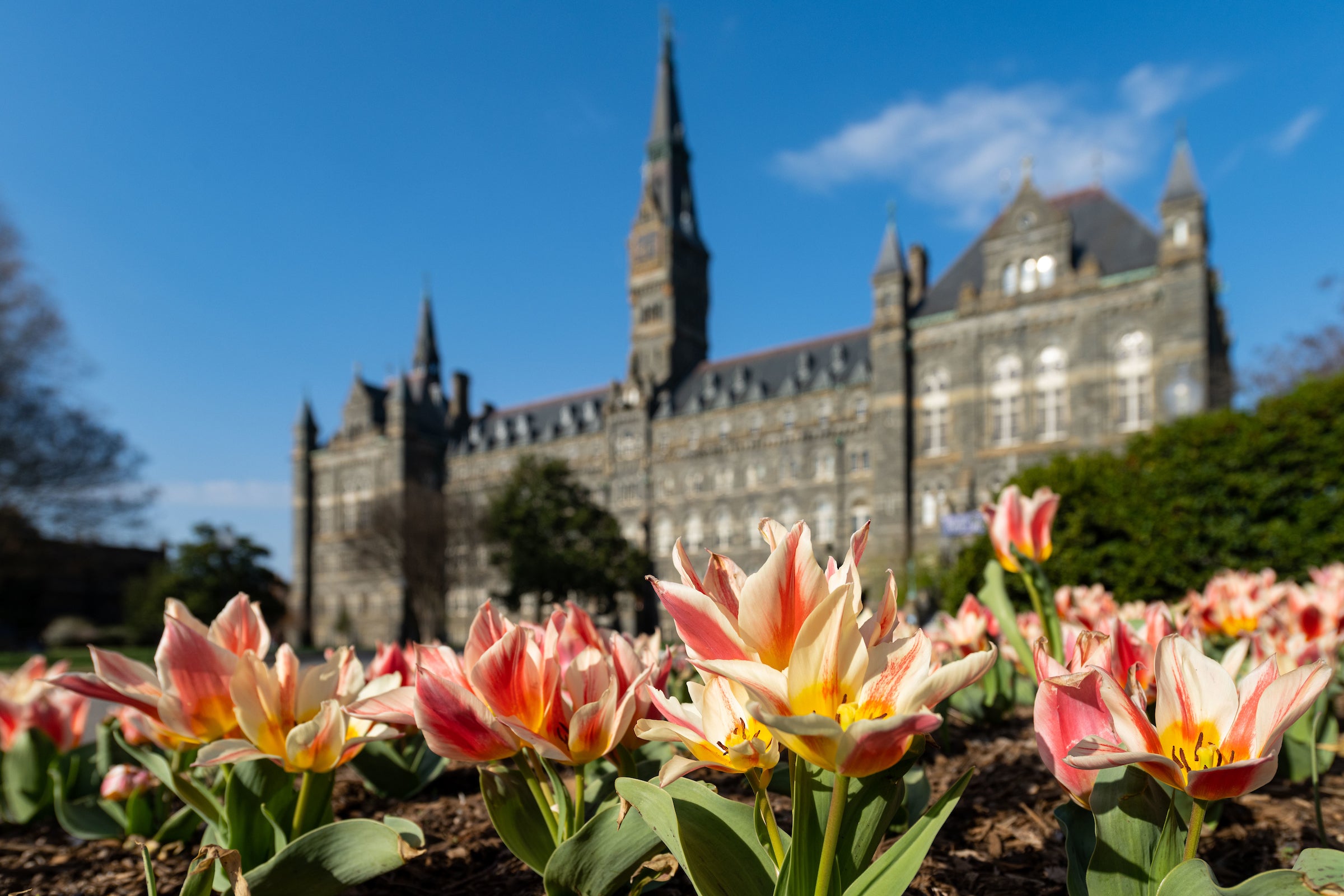 Healy Hall with blooming tulips in the foreground