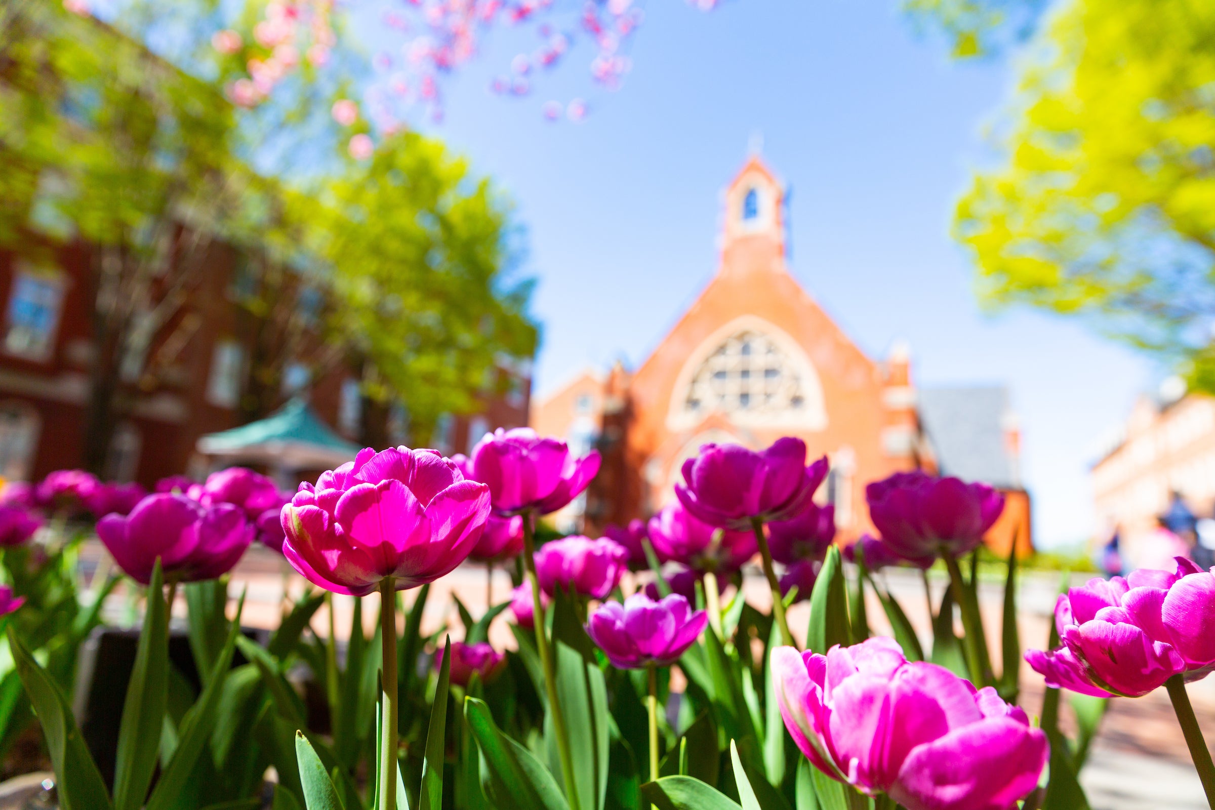 Pink tulips in front of Dahlgren