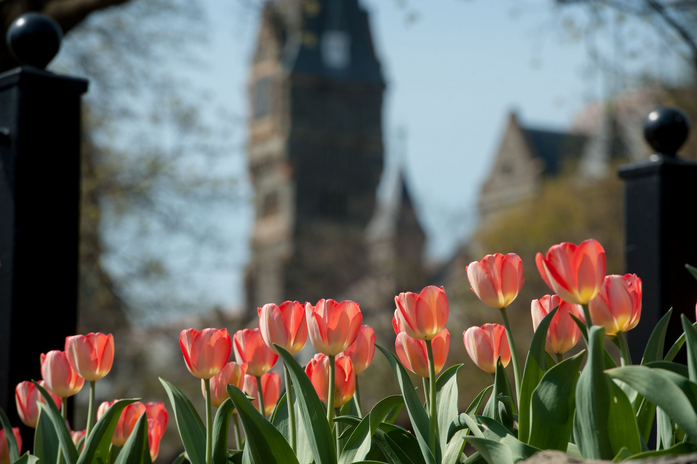 Tulips in front of Healy Hall