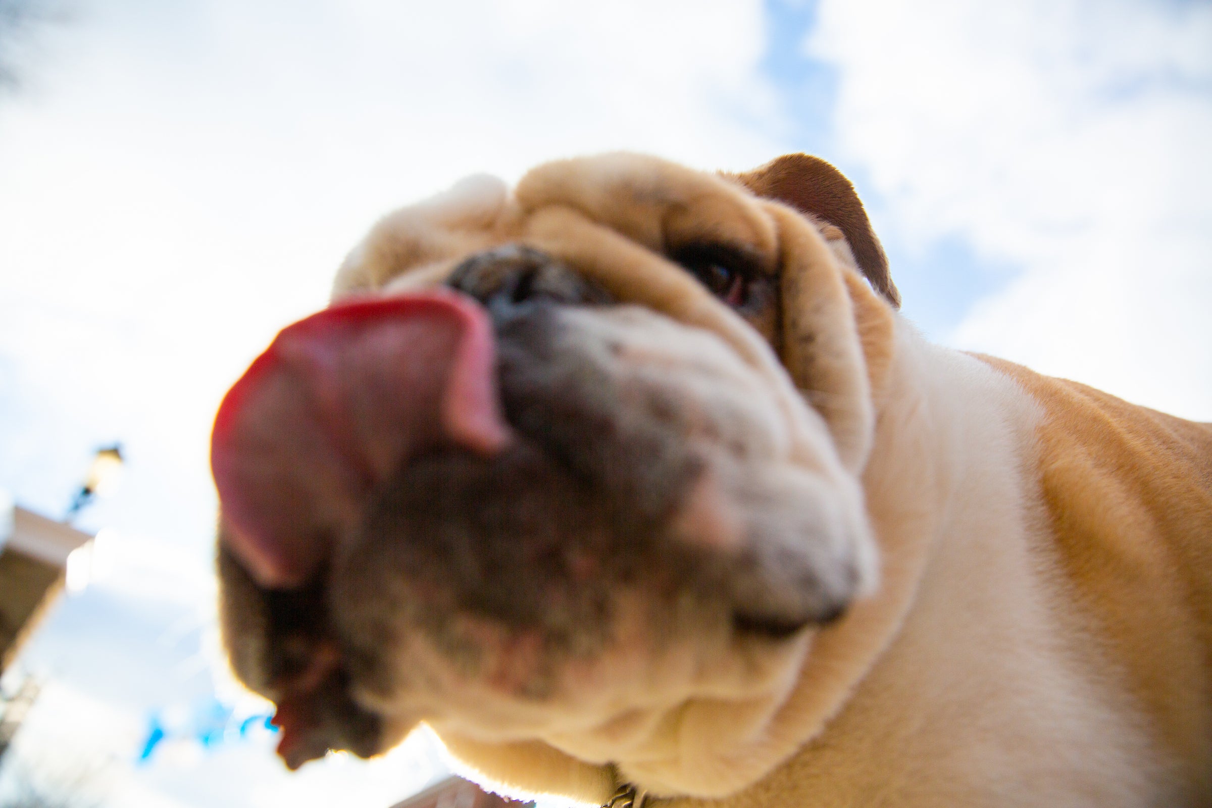Close-up of Jack the Bulldog's face