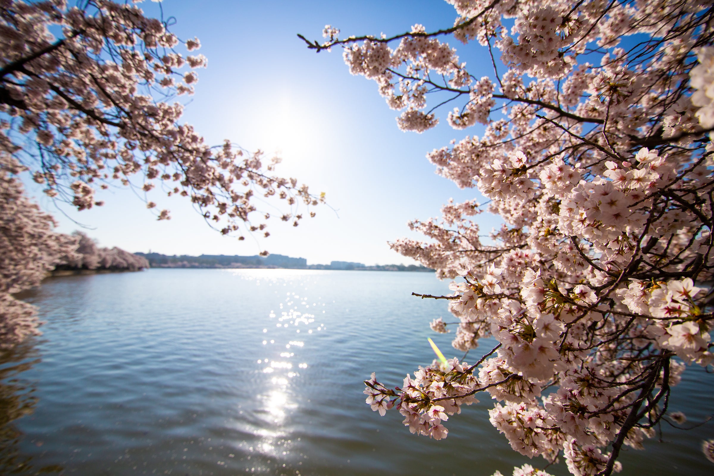 Cherry blossoms surrounding the tidal basin in Washington, DC