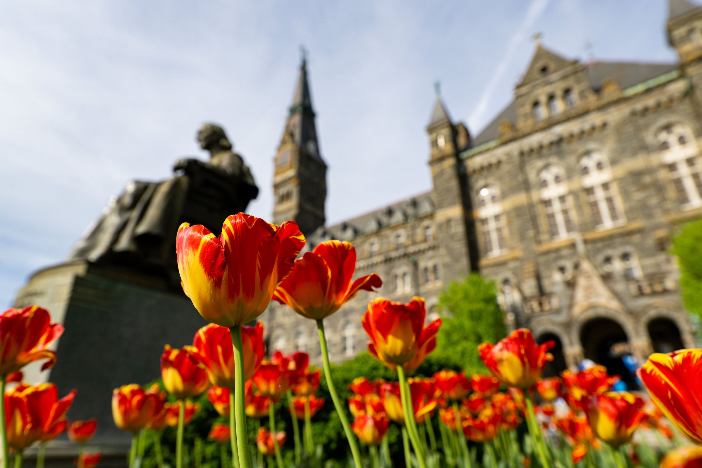 Red tulips blooming on Healy Lawn