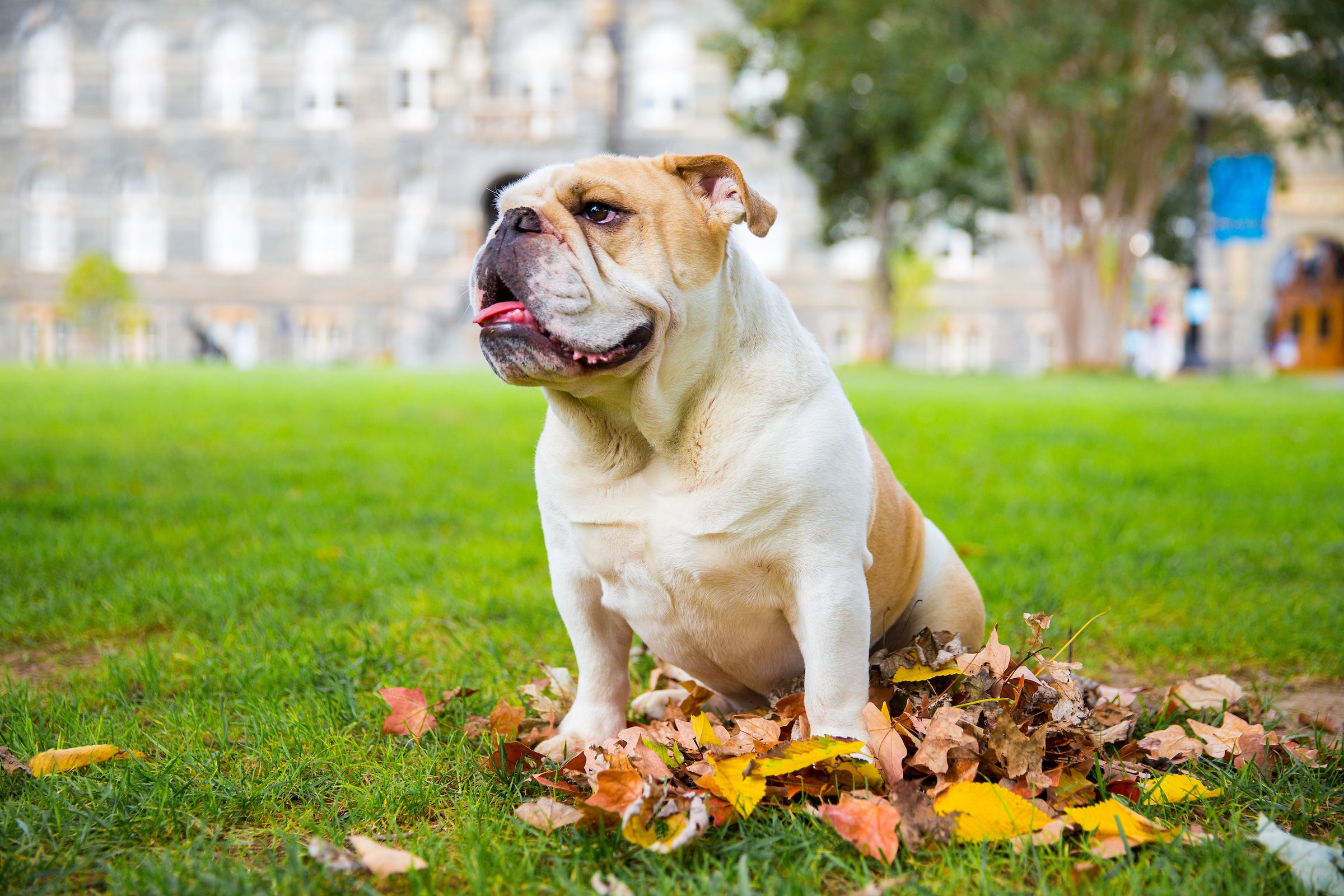 Jack the bulldog sitting on the lawn