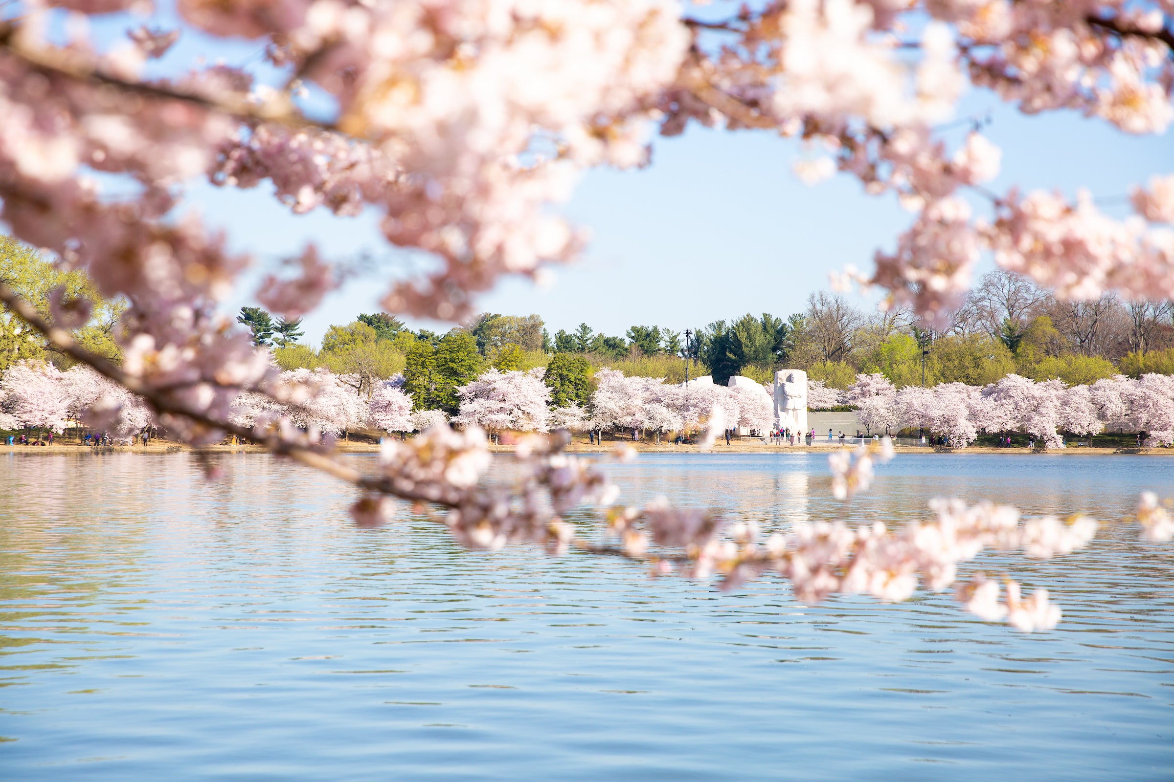 Cherry Blossoms around the Tidal Basin