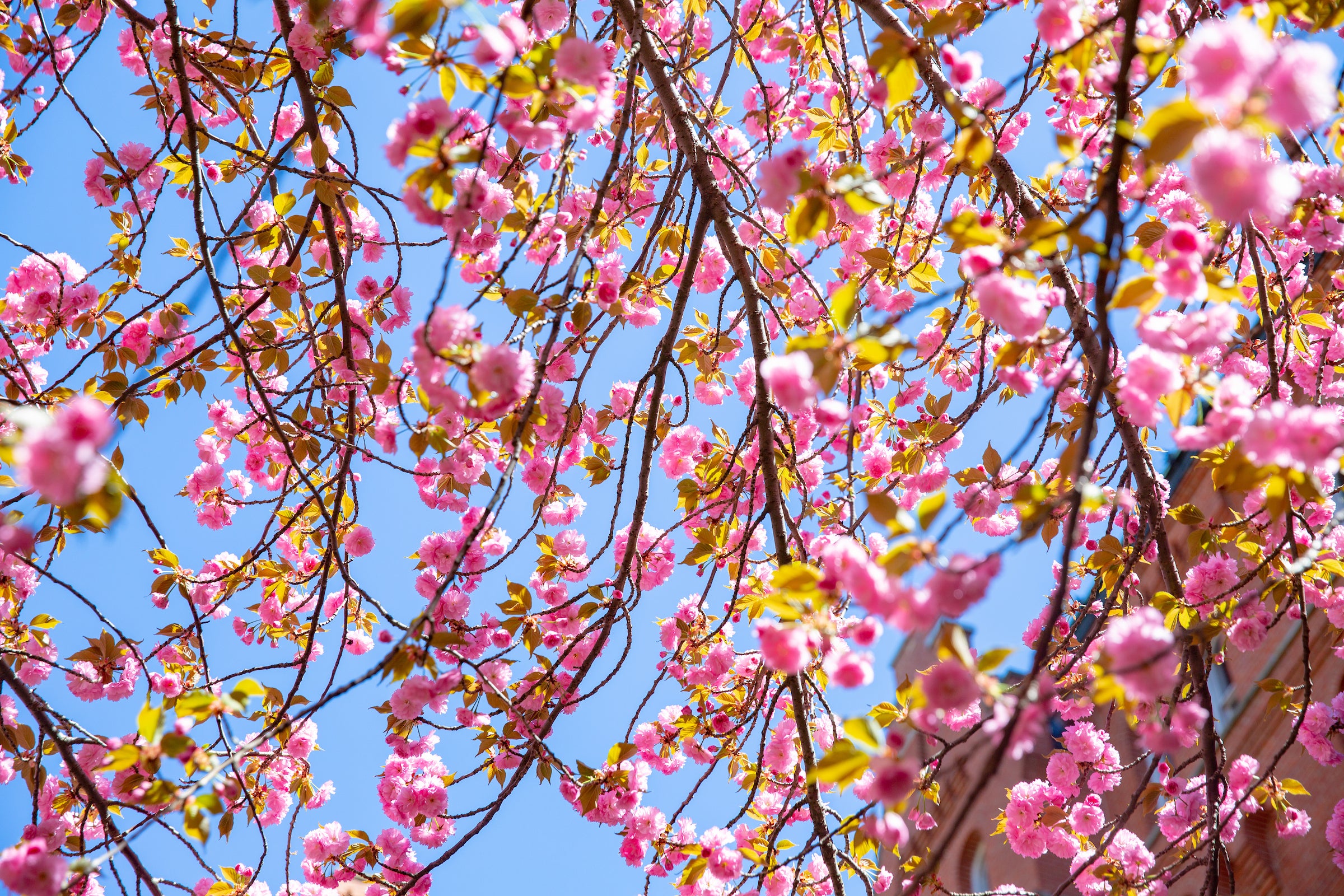 Cherry blossoms