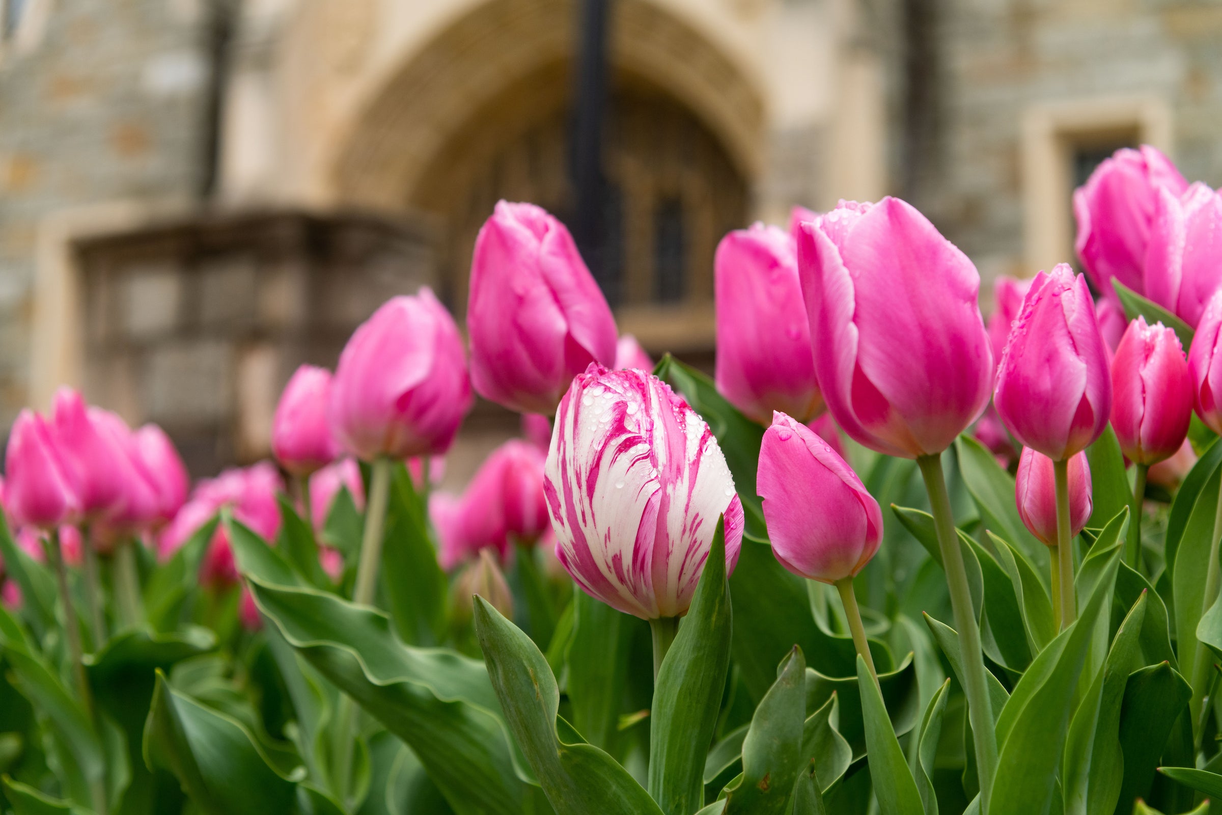 Pink tulips