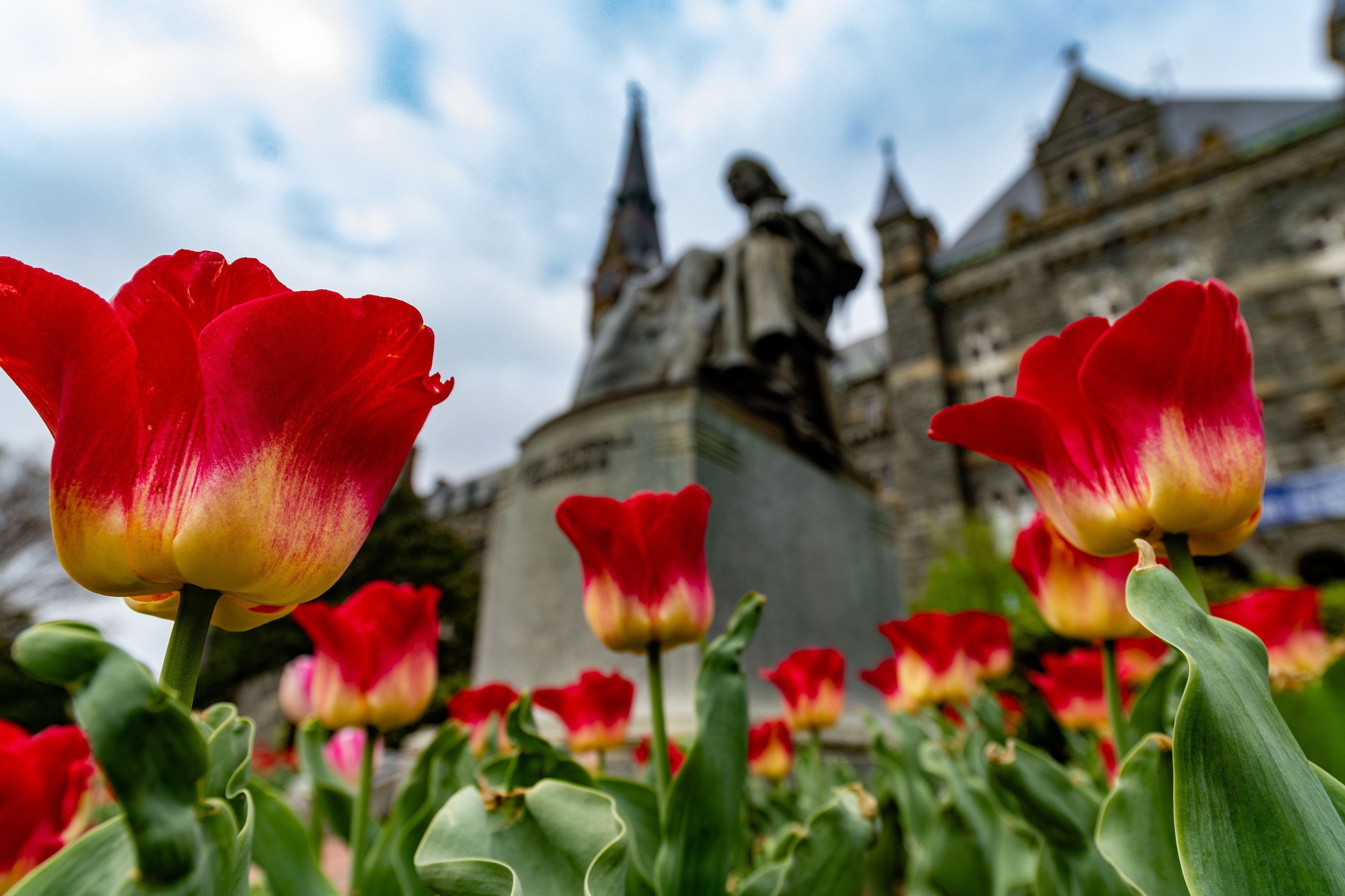Red tulips