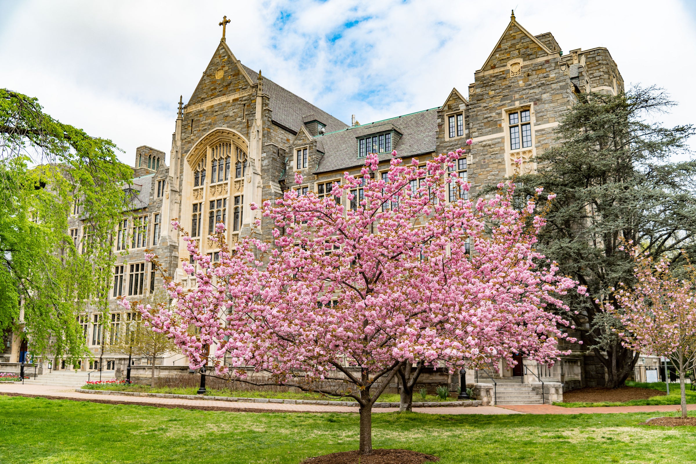Flowering tree in front of the White Gravenor building
